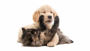 Un chien excité