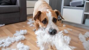 Un chien stressé