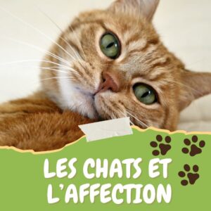chat affection
