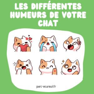 humeur chat