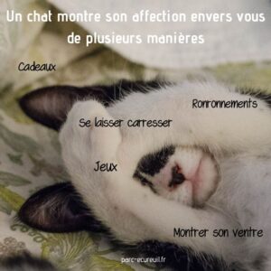 preuve affection chat