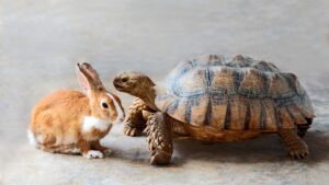 Tortue avec un lapin