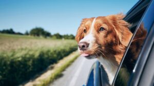 voyager avec son chien