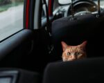 chat dans une voiture