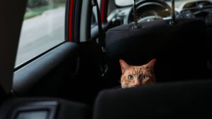 chat dans une voiture