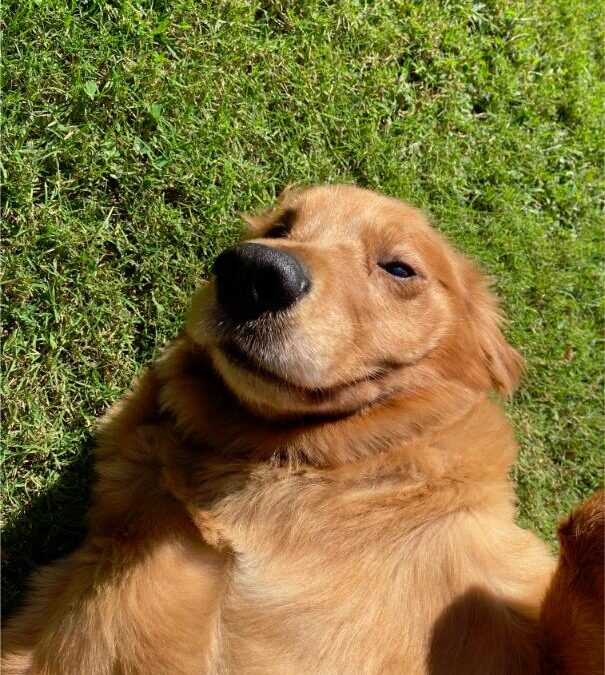 Mutuelle pour chien : les services complémentaires à ne pas négliger